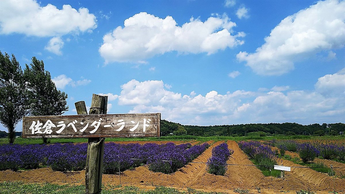 🌸 사쿠라 라벤더 정원(사쿠라 라벤다란도) 이미지 1